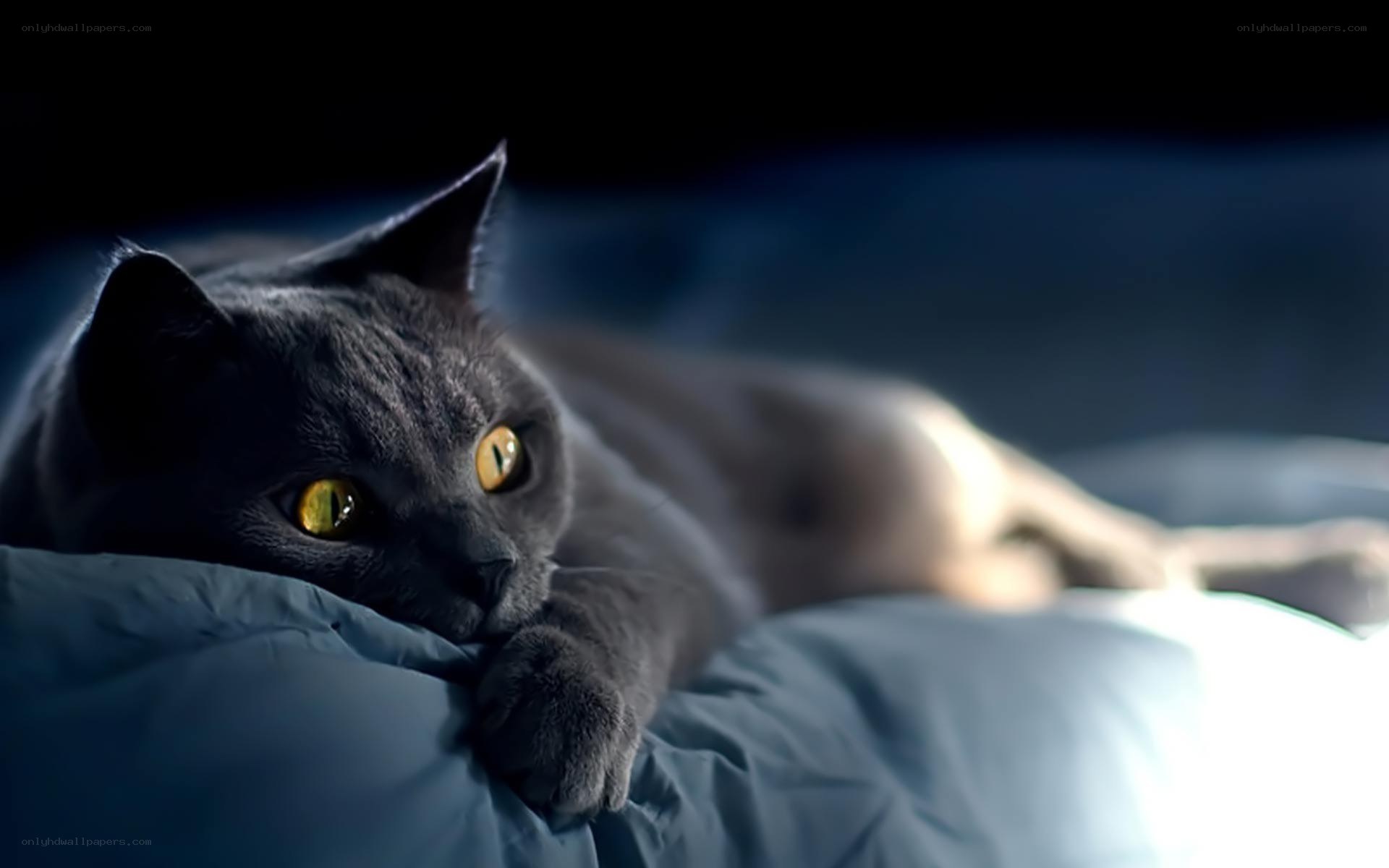 gray cat with glowing eyes