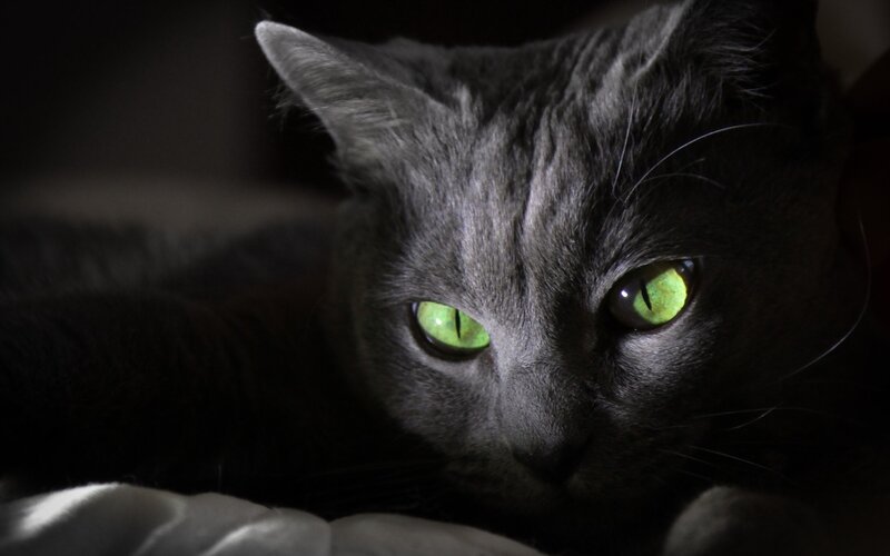 gray cat with glowing eyes