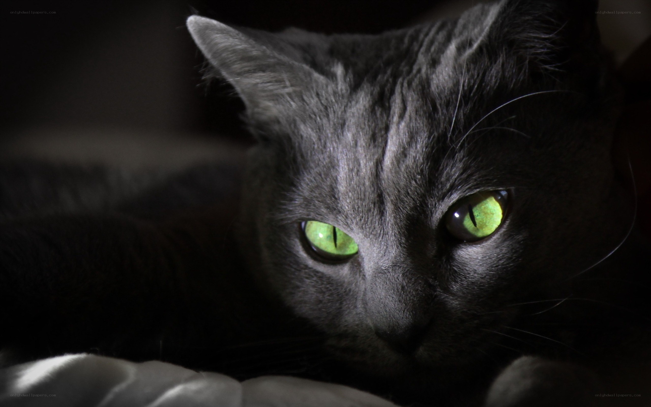 gray cat with glowing eyes