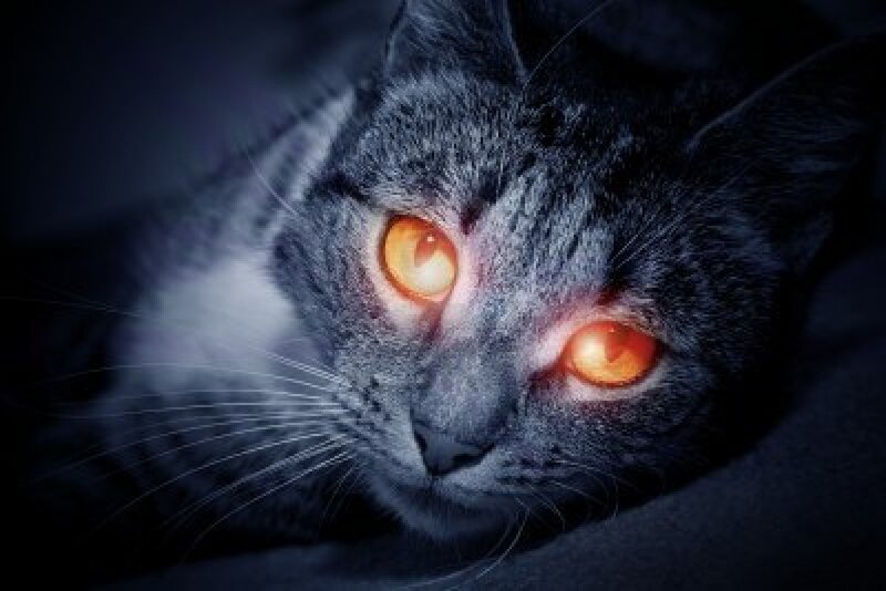 Gray Cat with Glowing Eyes — Black