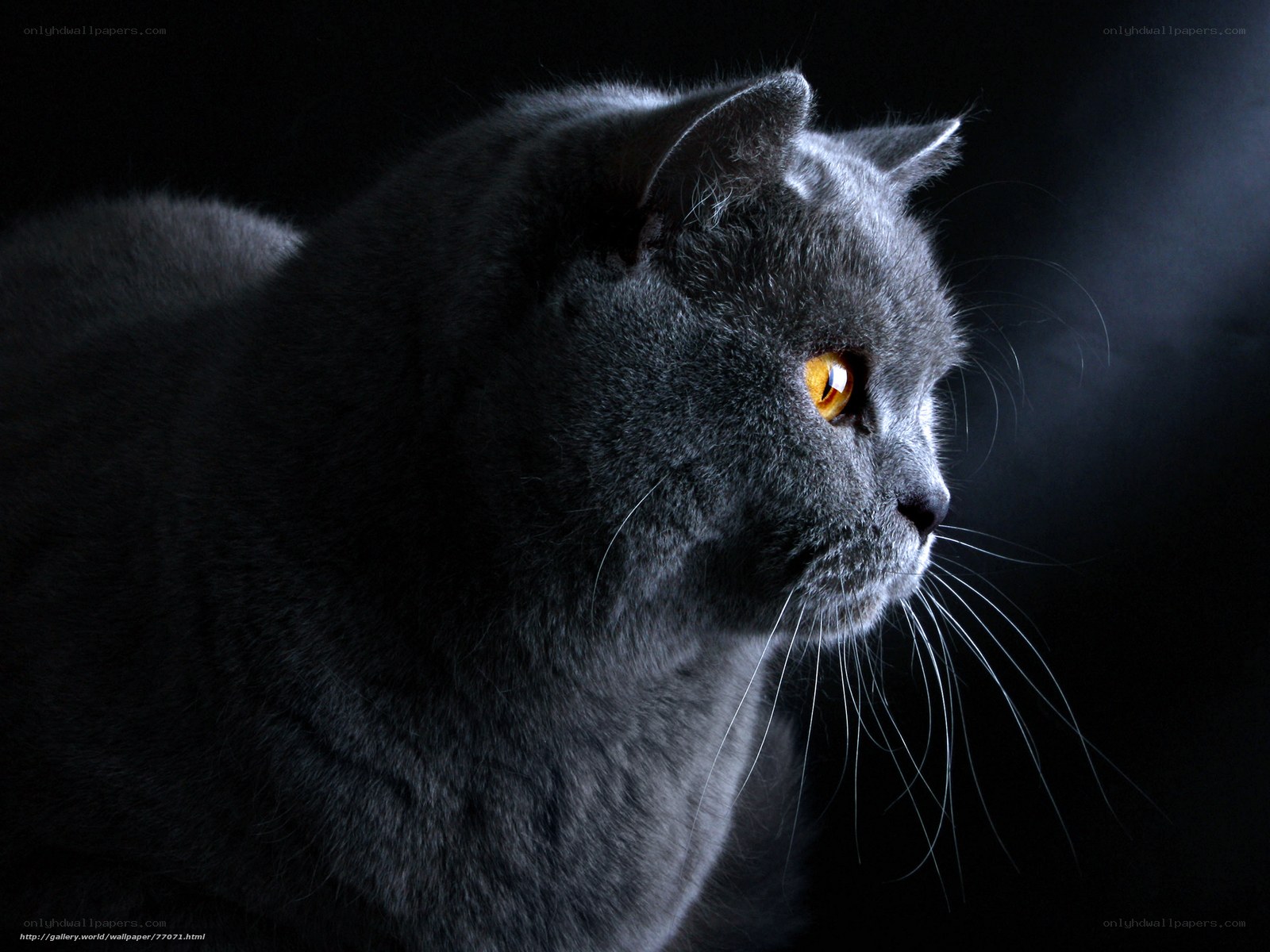 gray cat with glowing eyes
