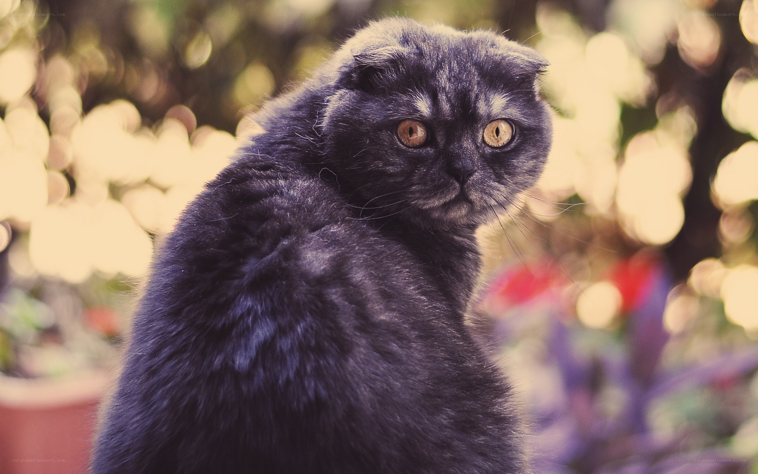 gray cat with golden eyes