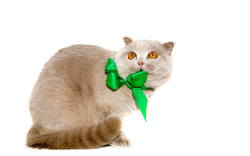 Gray Cat with Green Bow