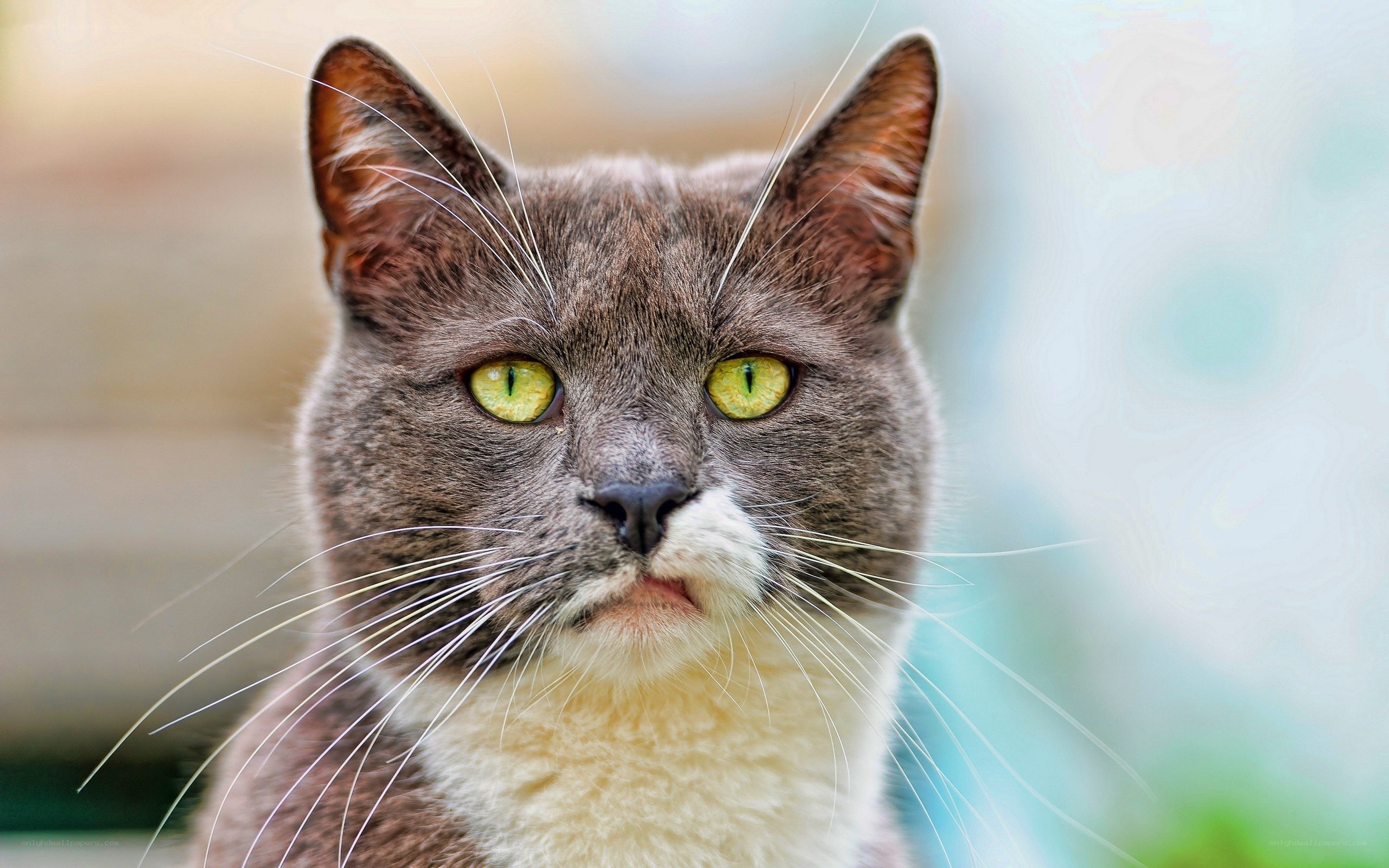 gray cat with green eyes