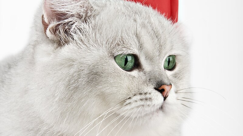 gray cat with green eyes