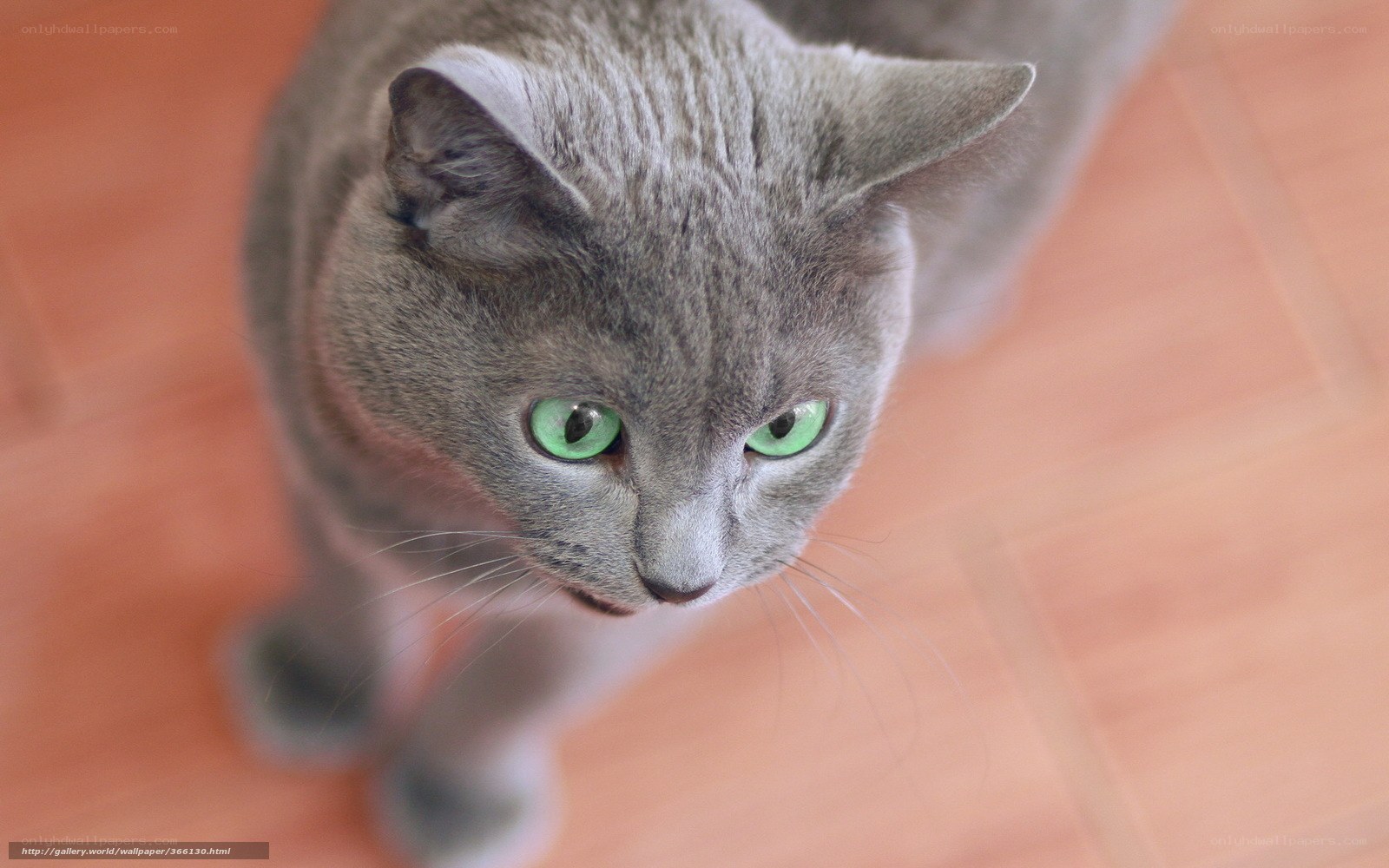gray cat with green eyes