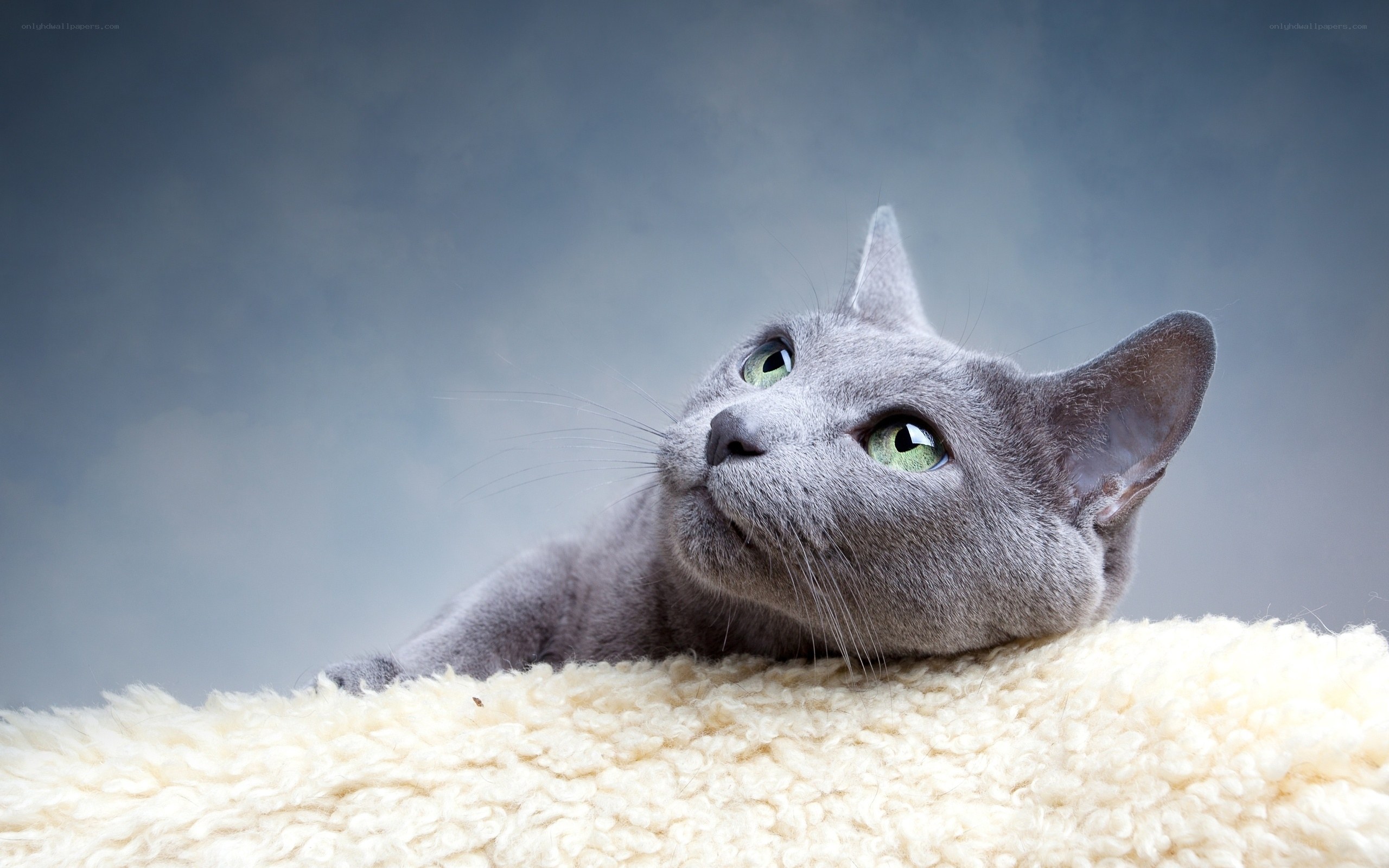 gray cat with green eyes