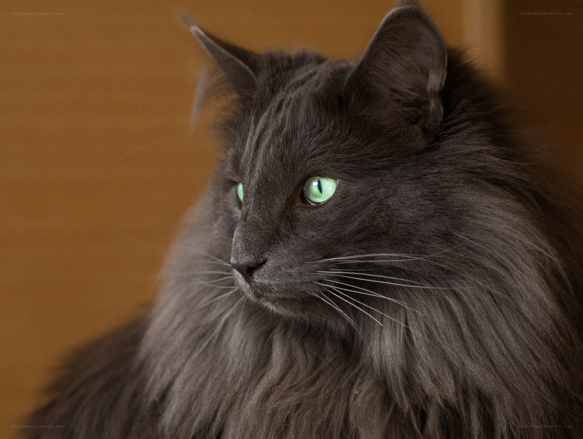 gray cat with green eyes