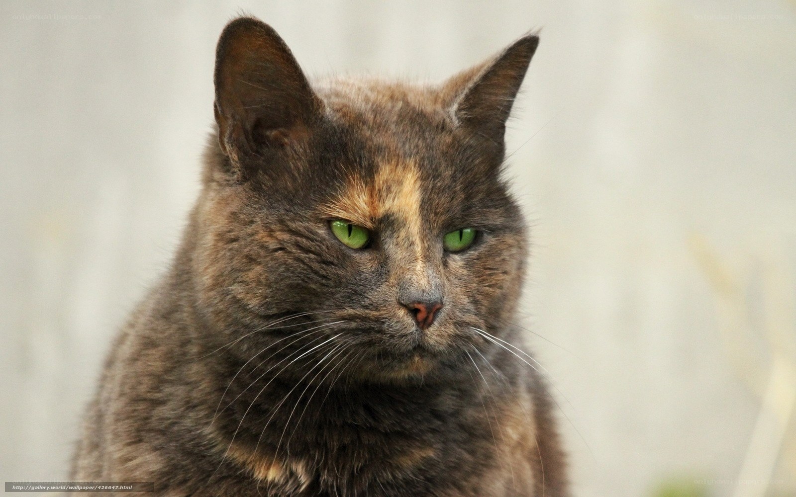 gray cat with green eyes