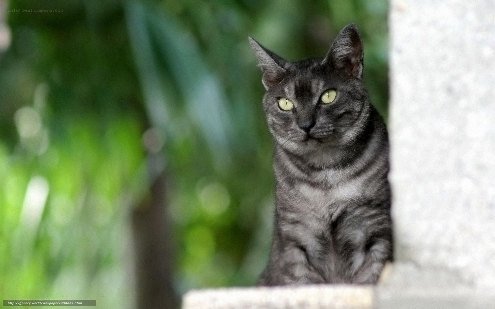 gray cat with green eyes
