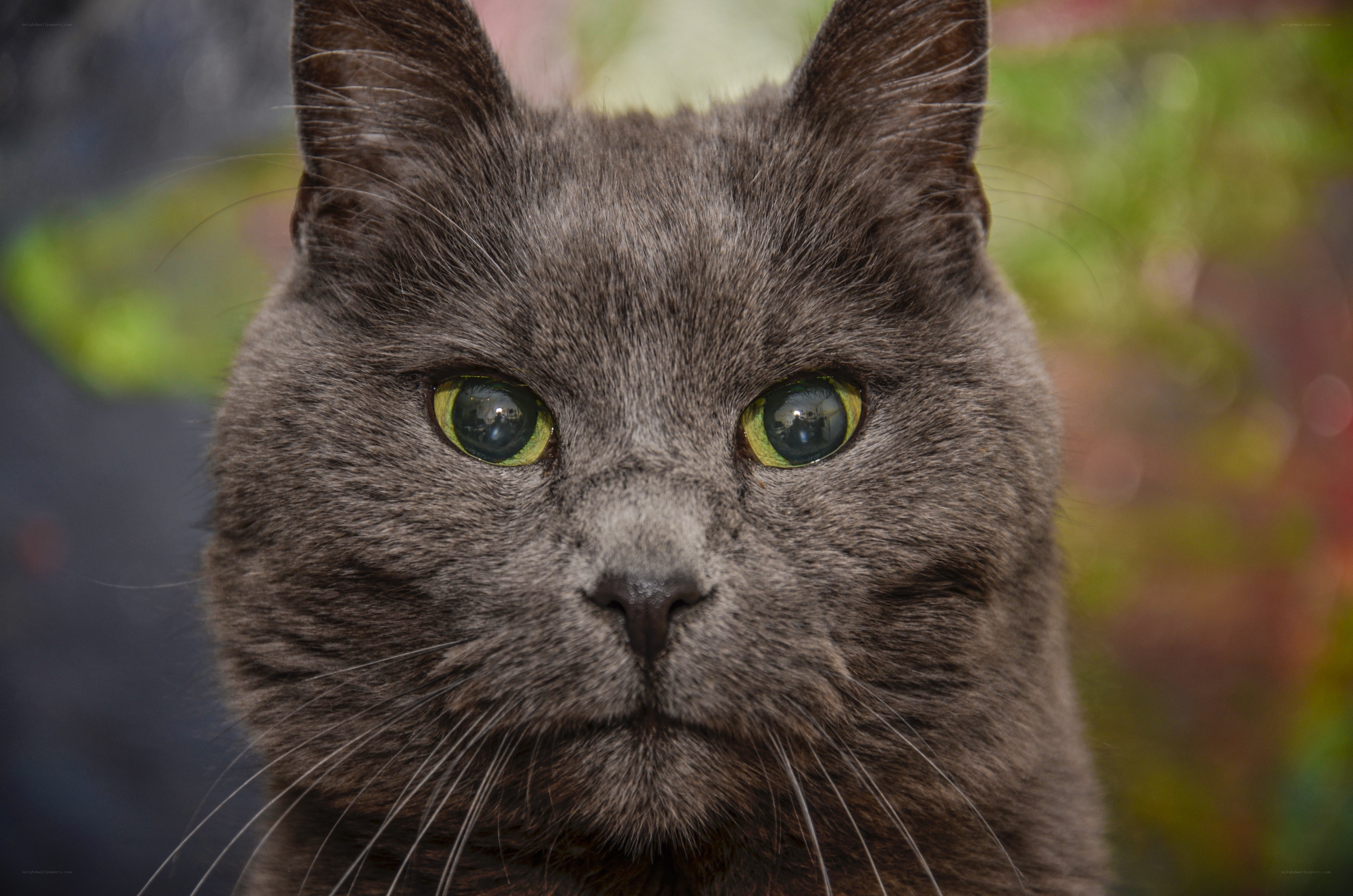 gray cat with green eyes