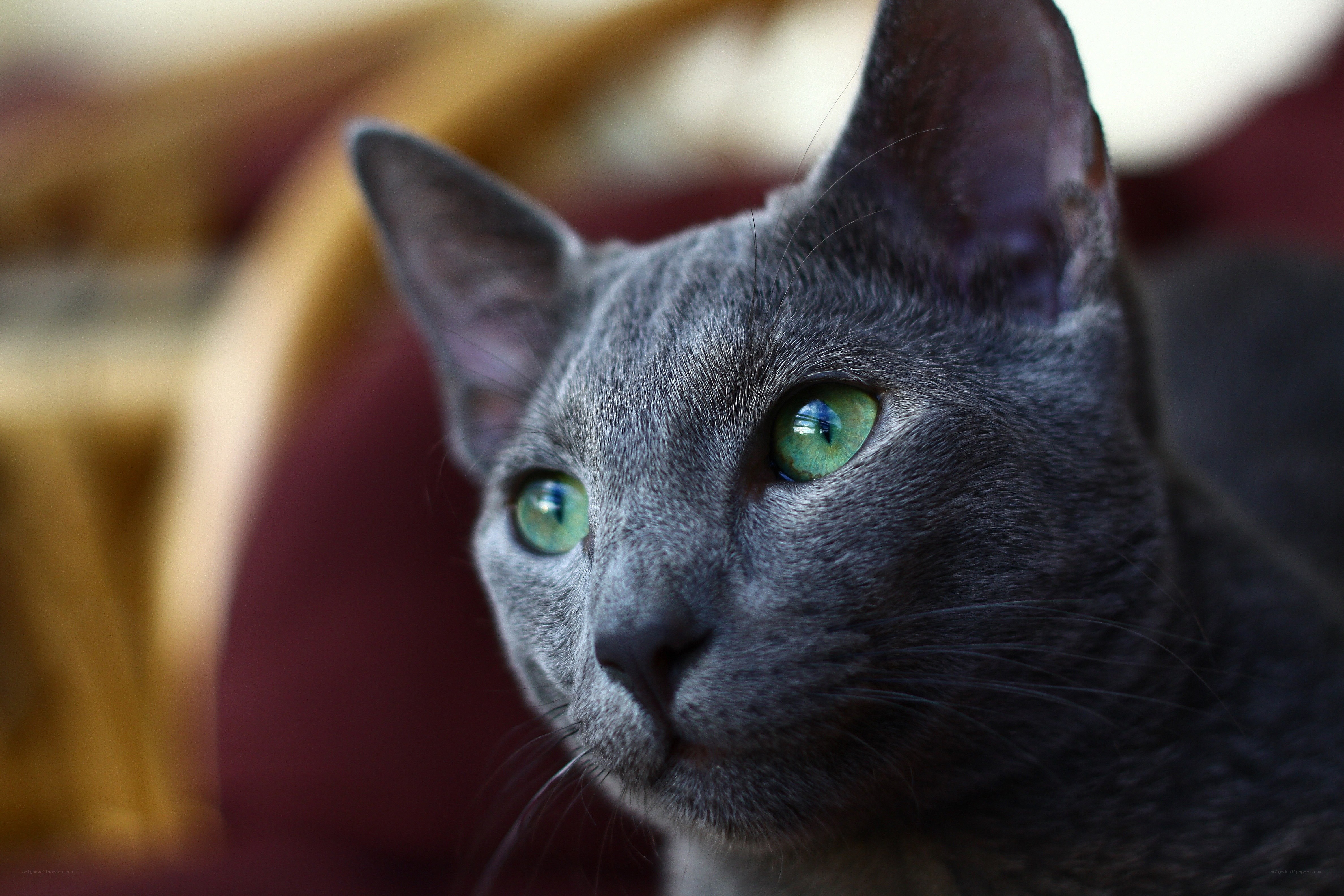gray cat with green eyes