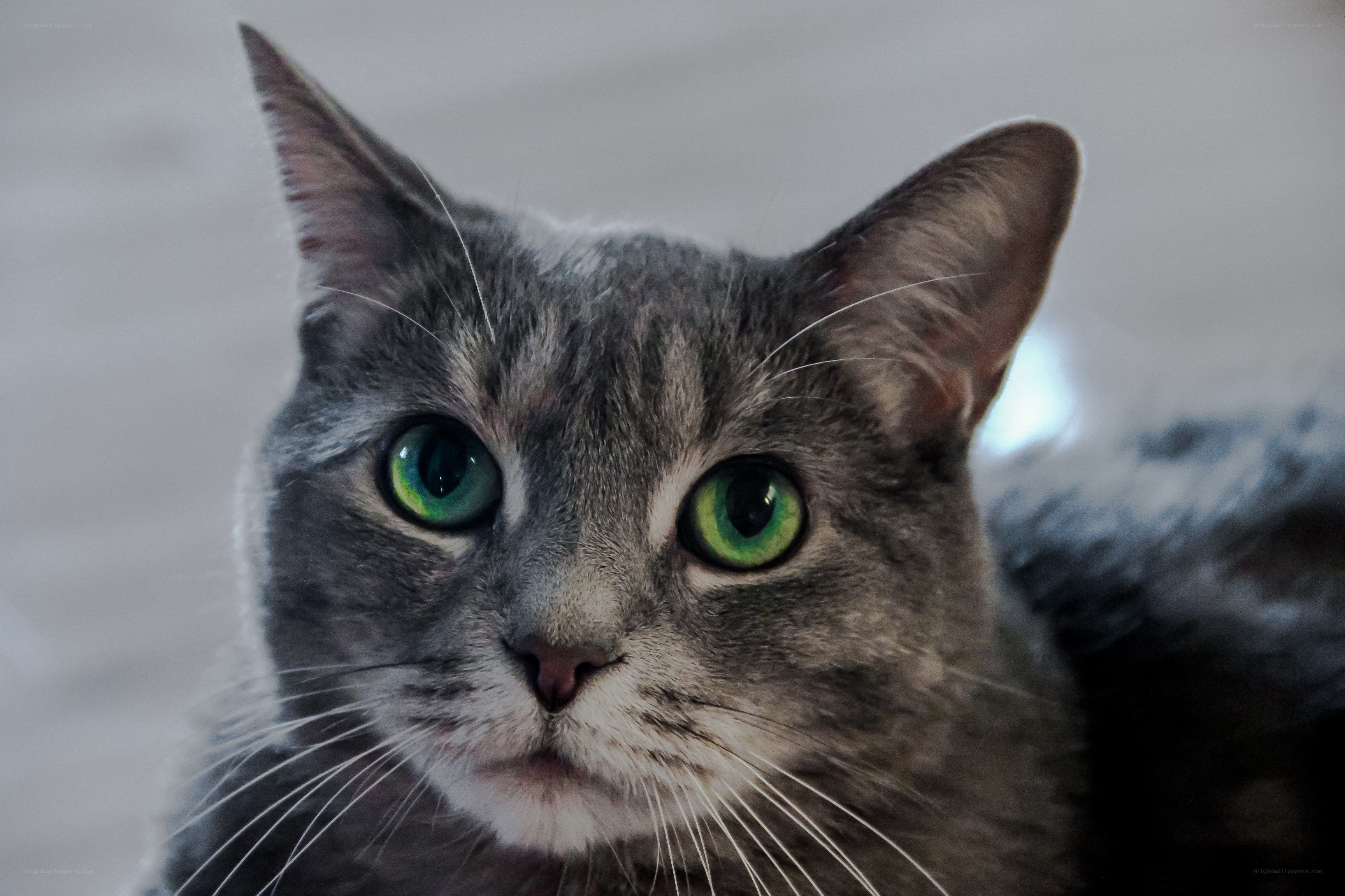 gray cat with green eyes