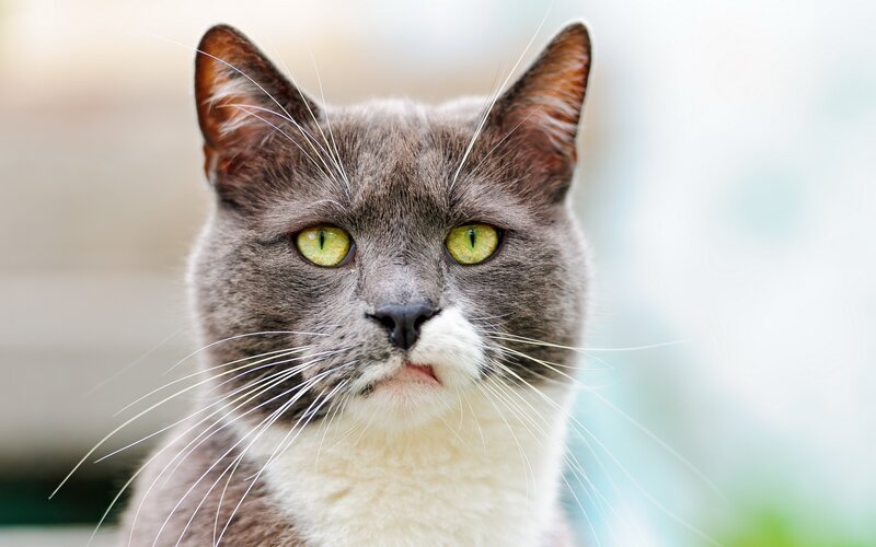 gray cat with green eyes