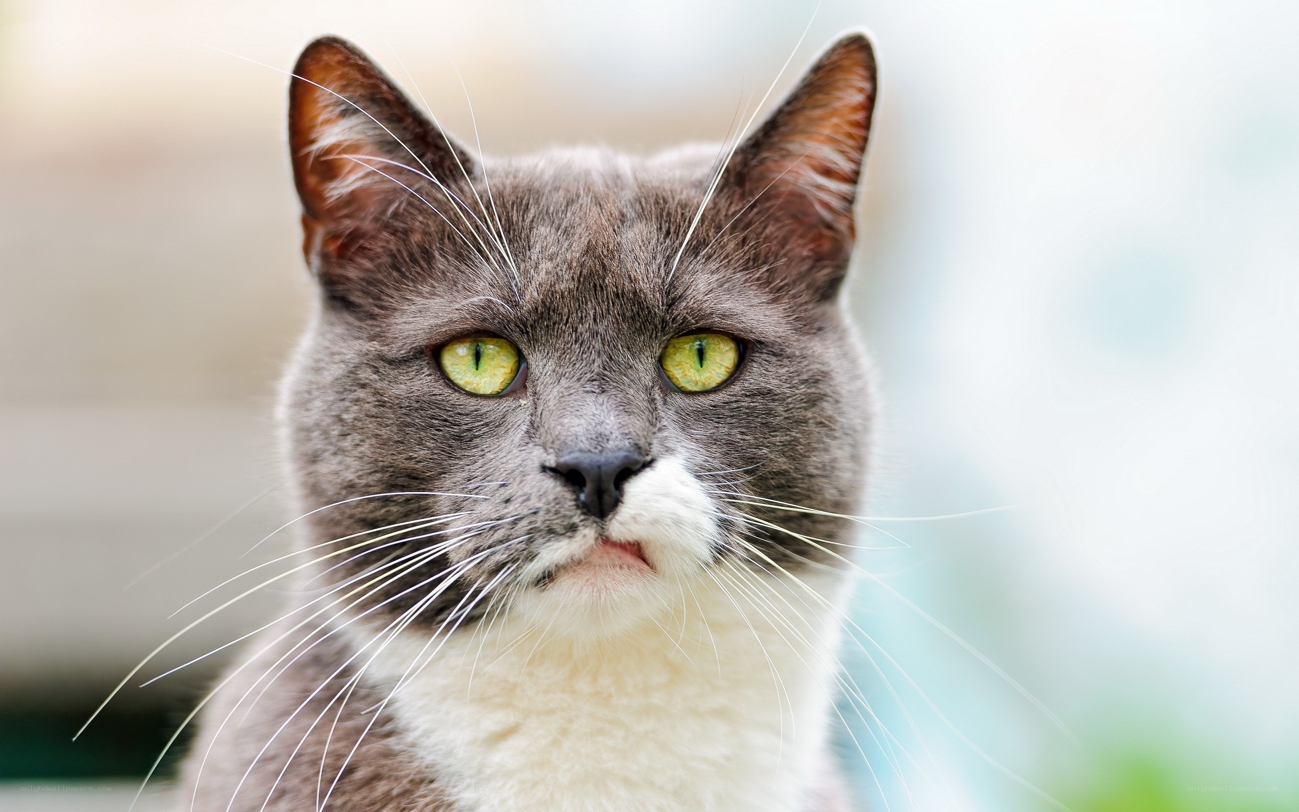 gray cat with green eyes