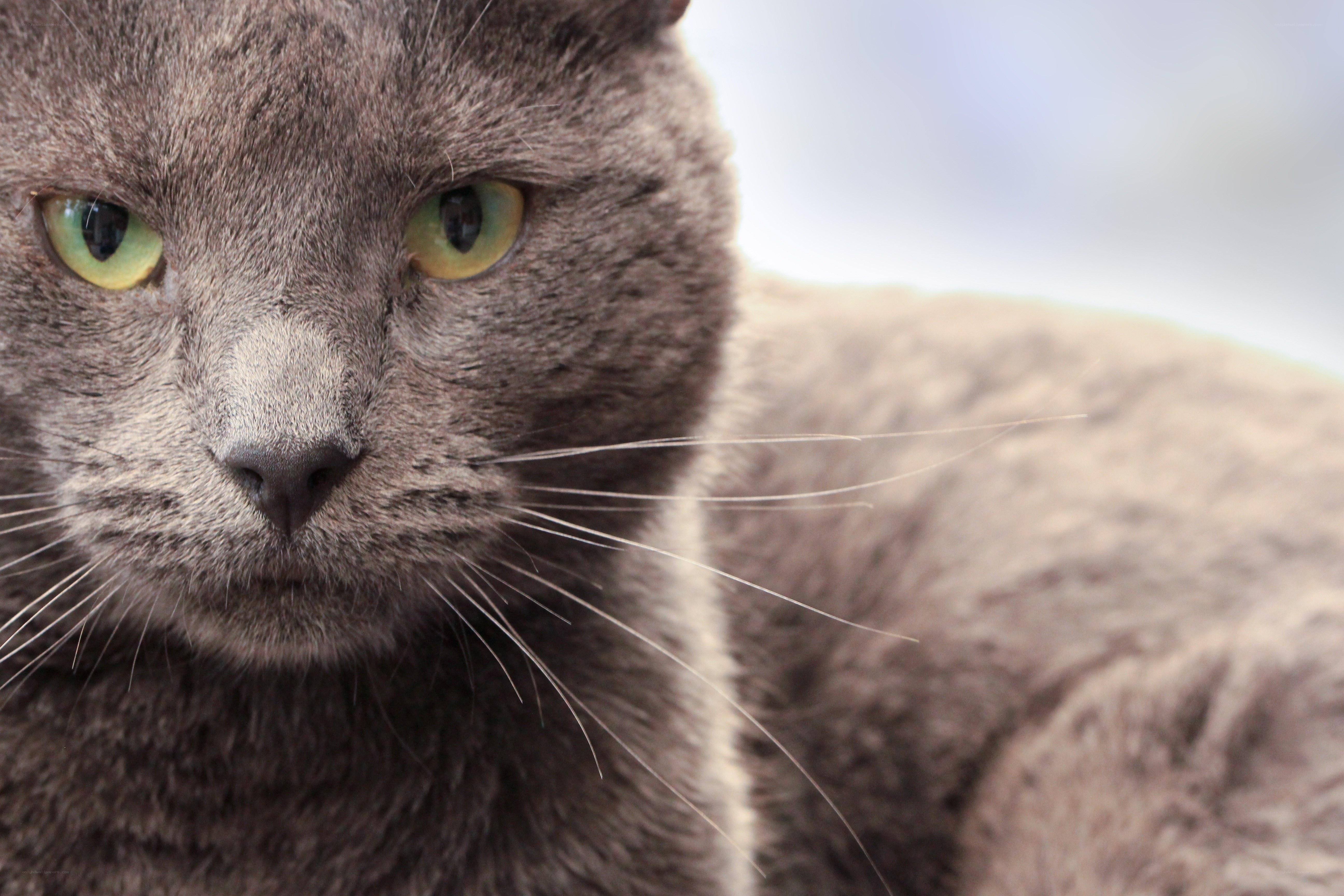 gray cat with green eyes