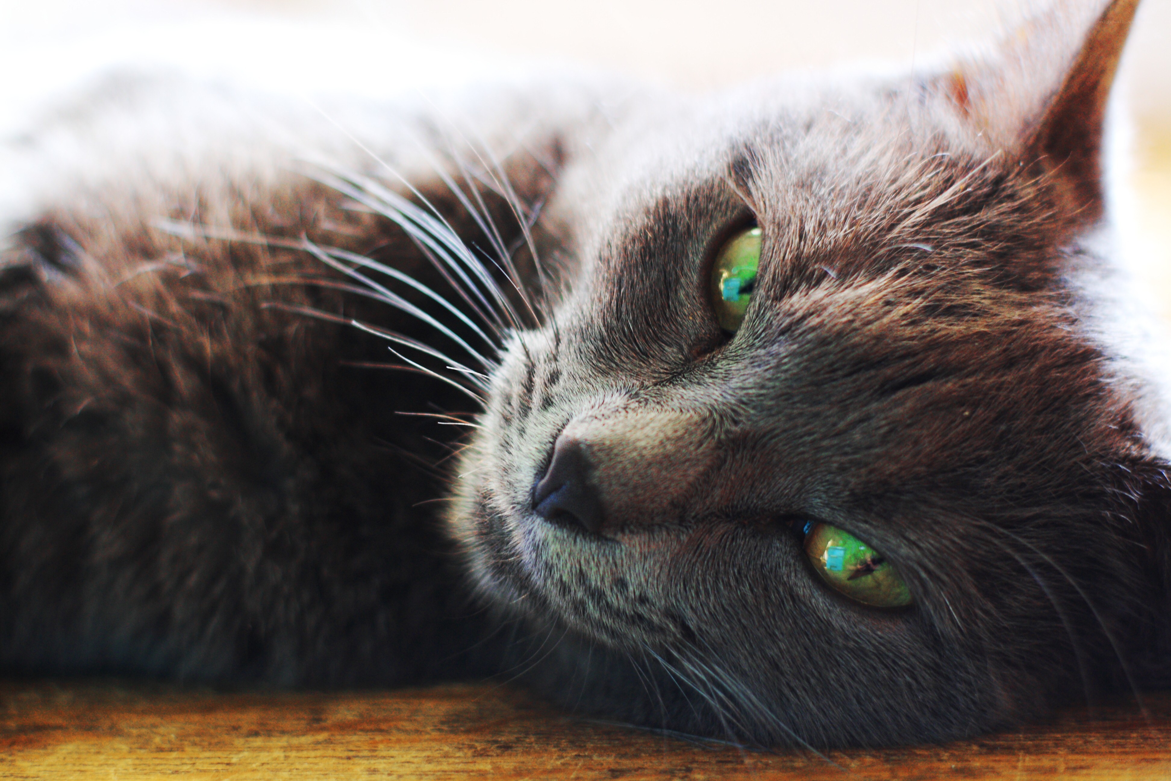 gray cat with green eyes