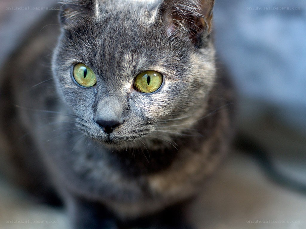 gray cat with green eyes