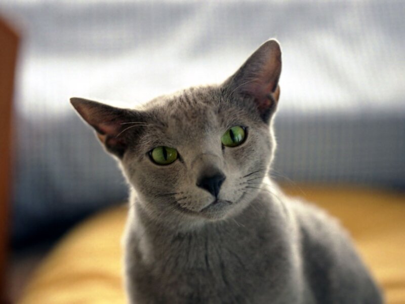 gray cat with green eyes