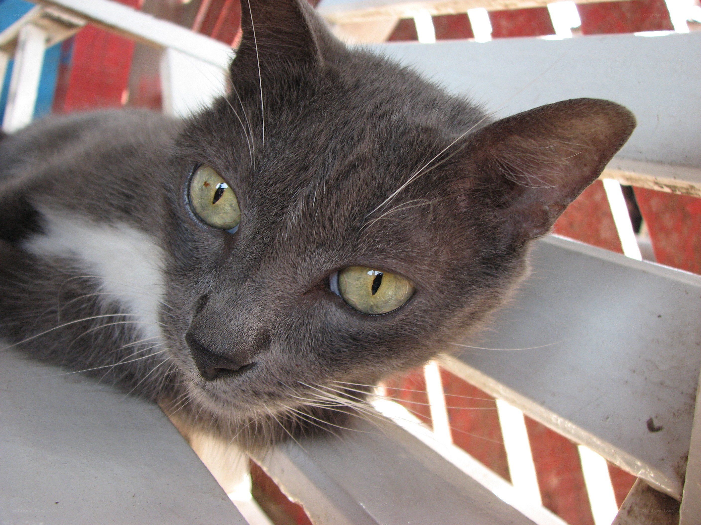 gray cat with green eyes