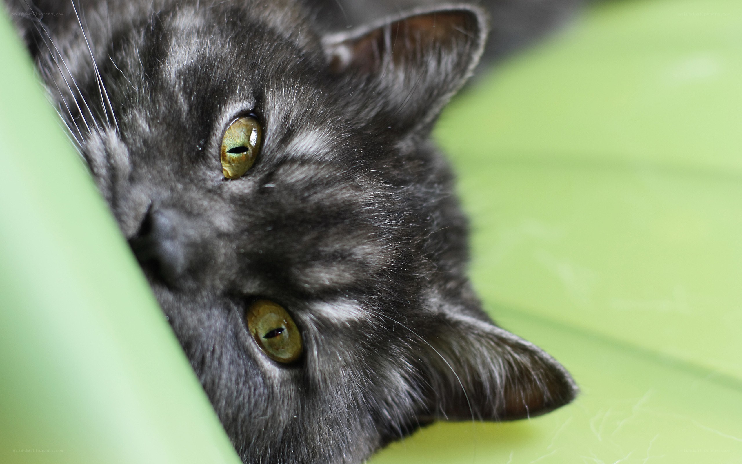 gray cat with green eyes