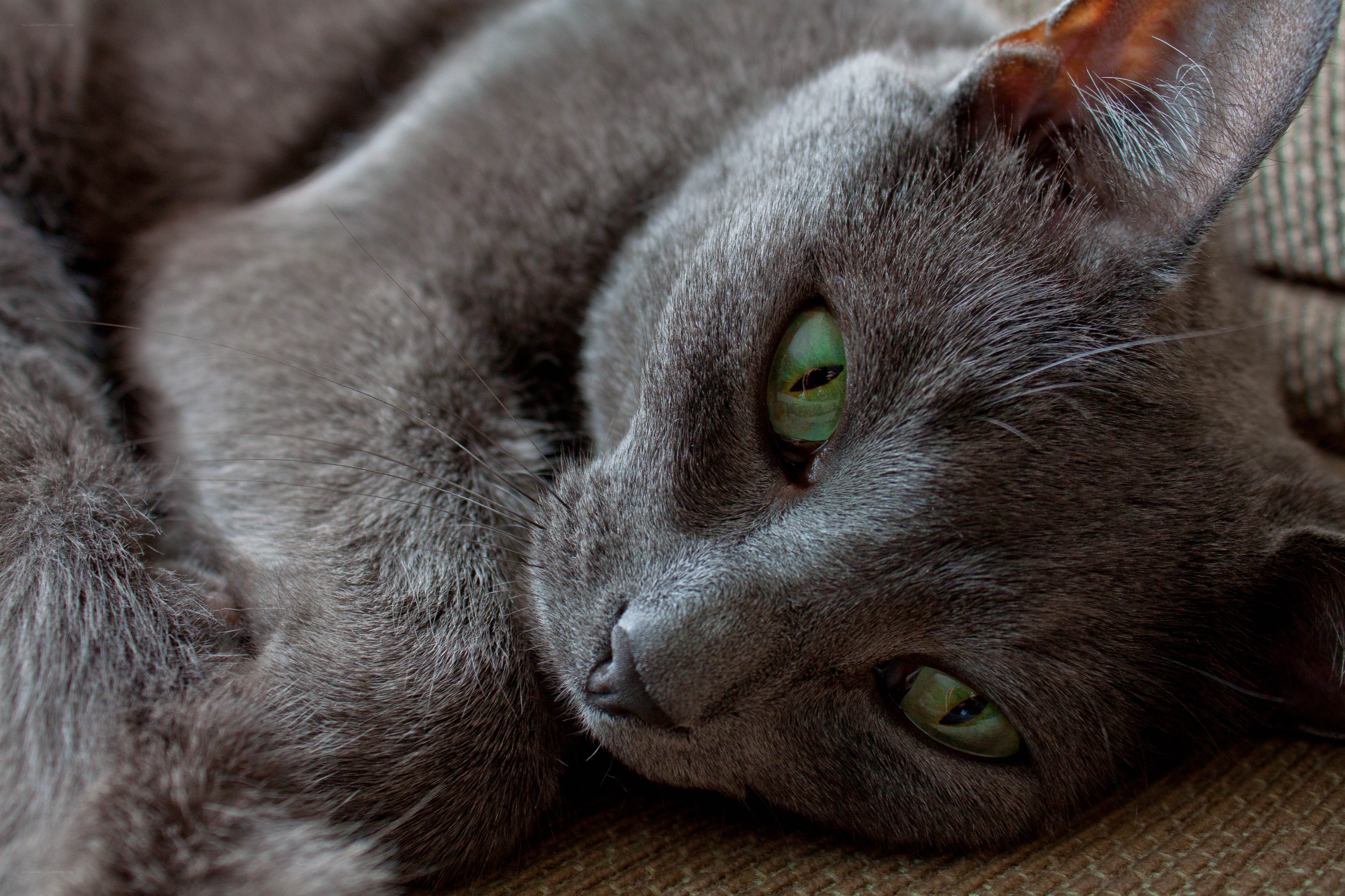 gray cat with green eyes