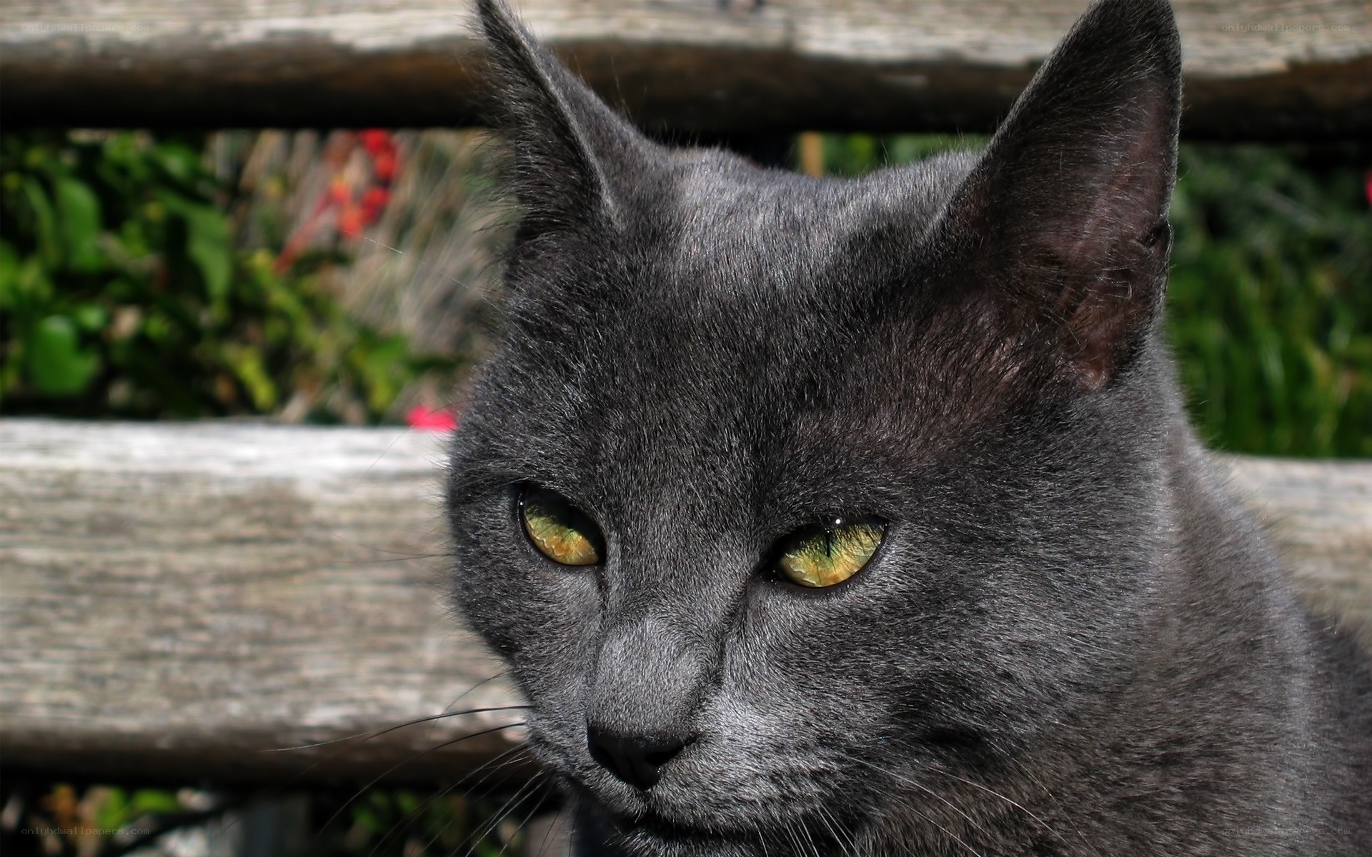 gray cat with green eyes