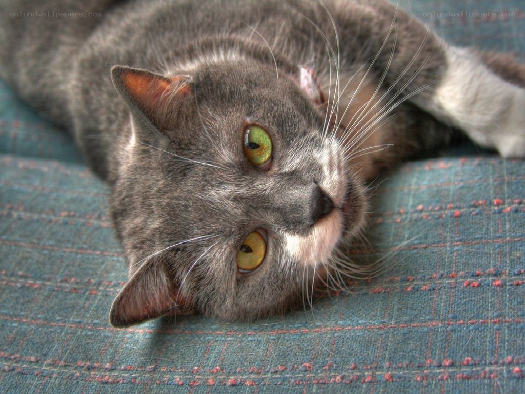 gray cat with green eyes