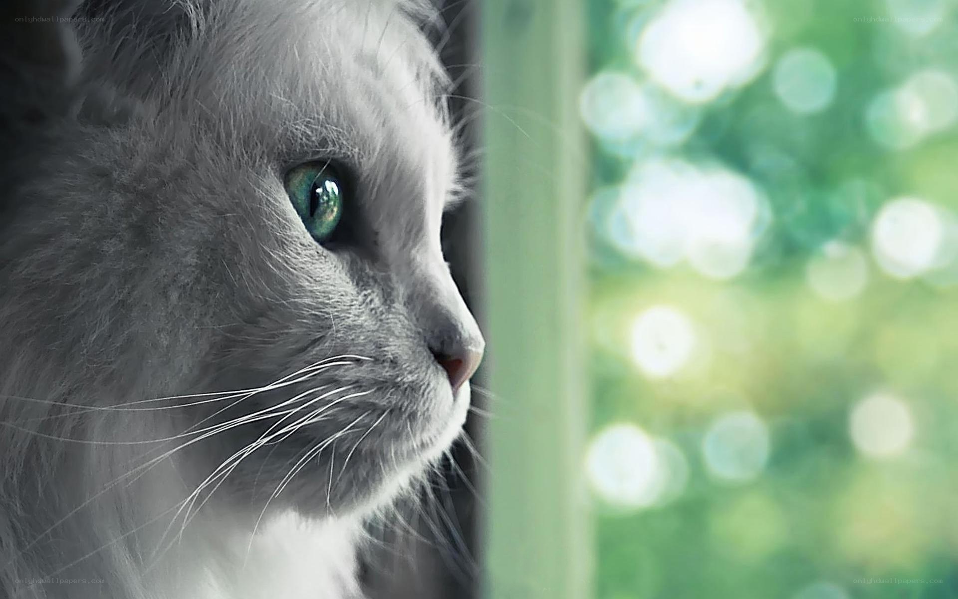 gray cat with green eyes