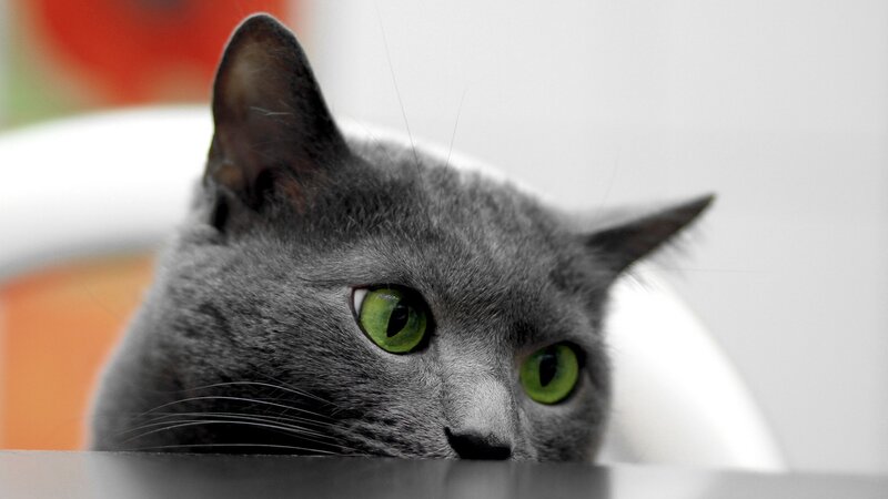 gray cat with green eyes
