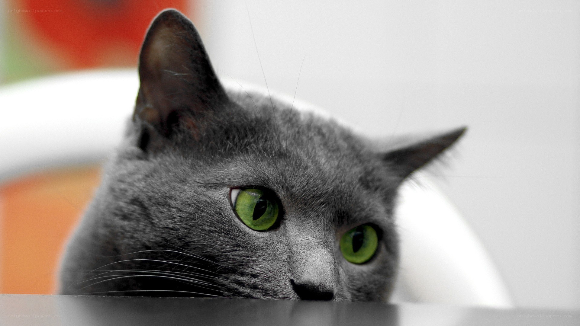 gray cat with green eyes