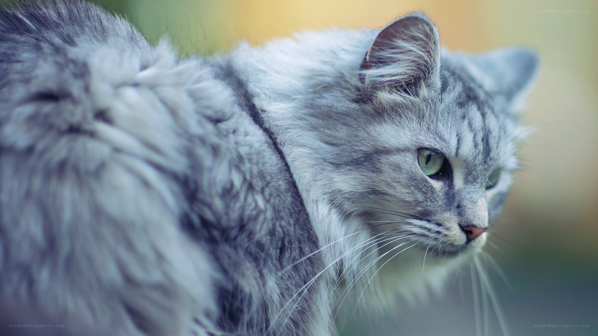 gray cat with green eyes