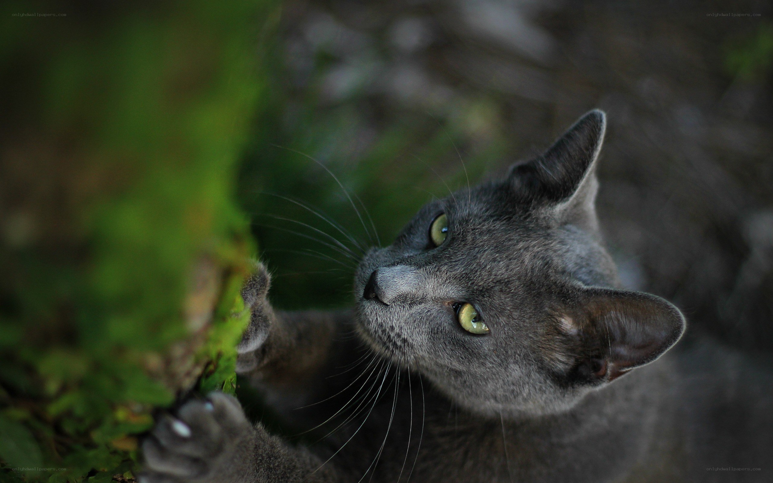 gray cat with green eyes