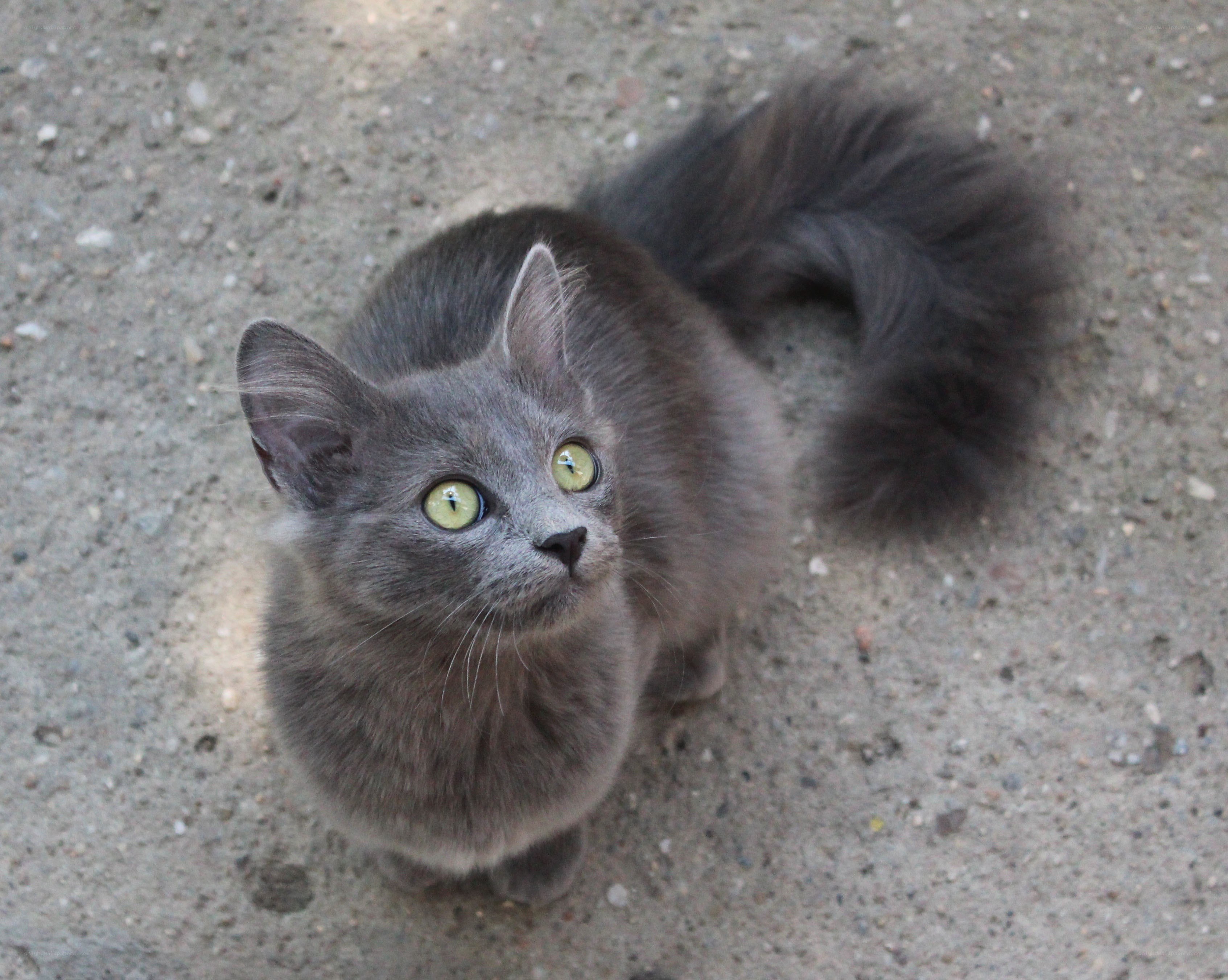gray cat with green eyes