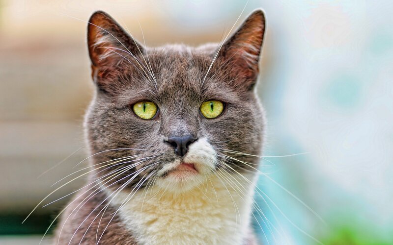 gray cat with green eyes