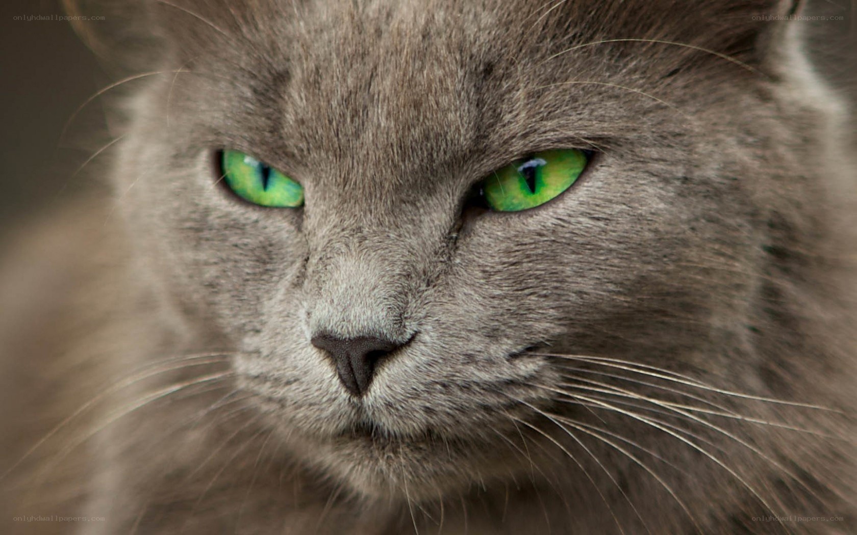 gray cat with green eyes