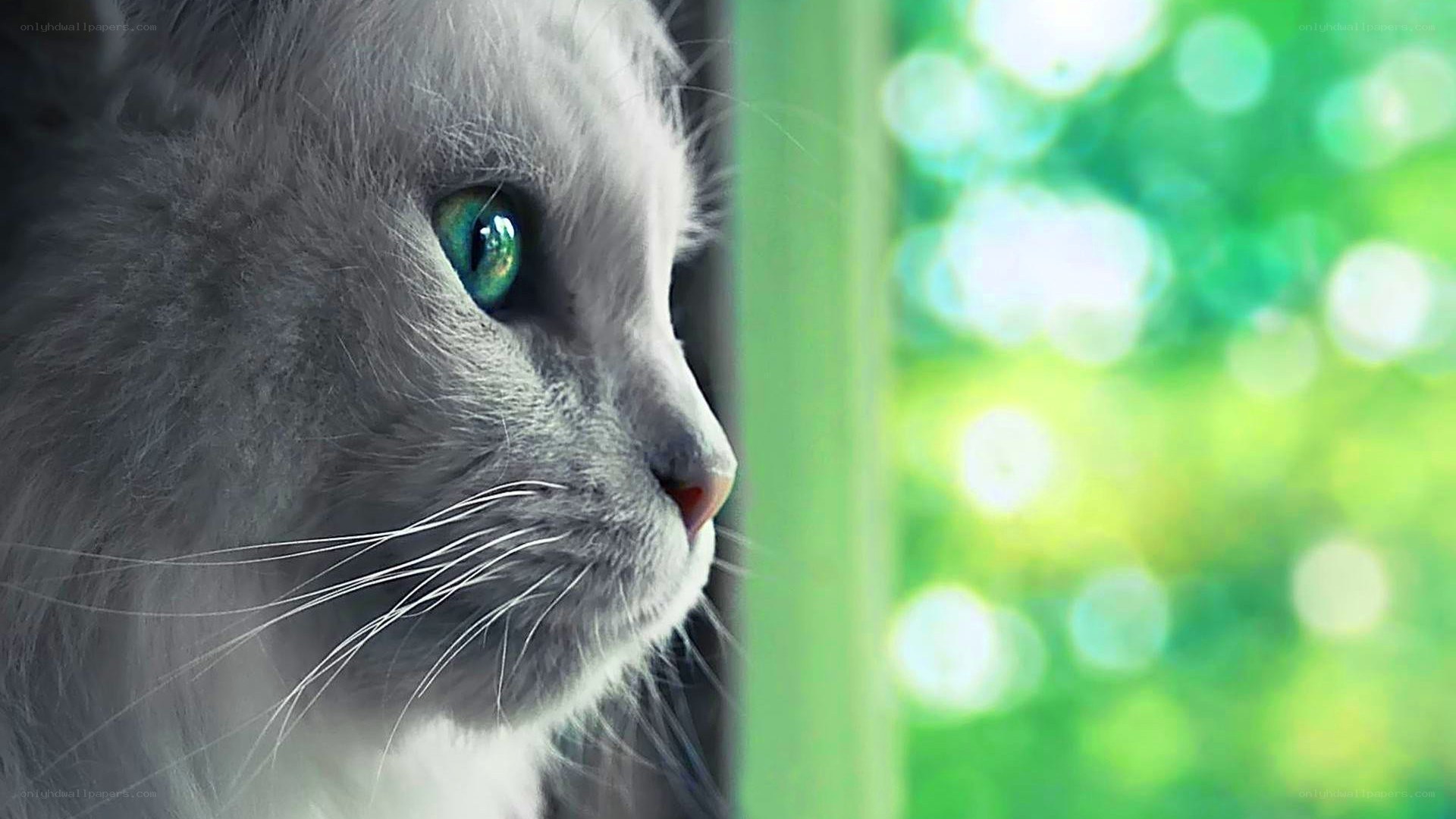 gray cat with green eyes