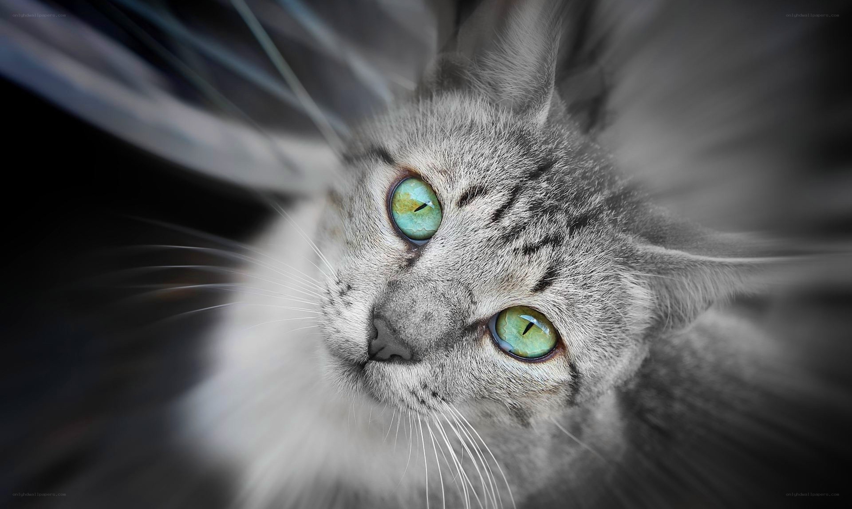 gray cat with green eyes