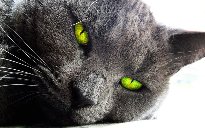 gray cat with green eyes