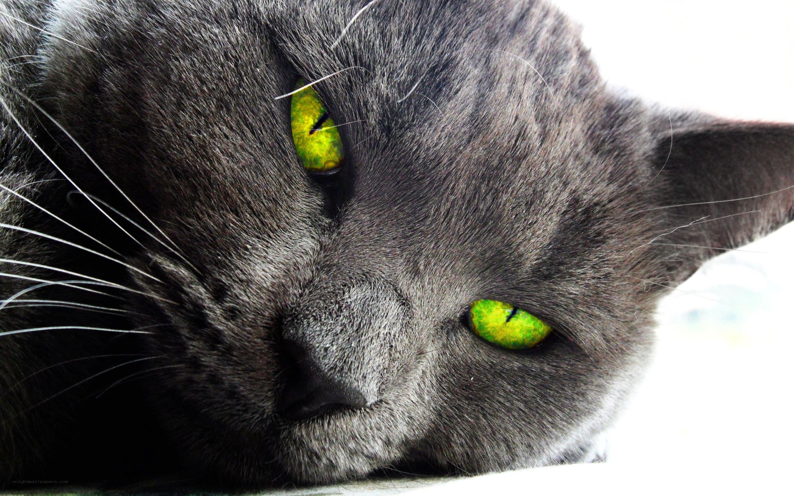 gray cat with green eyes