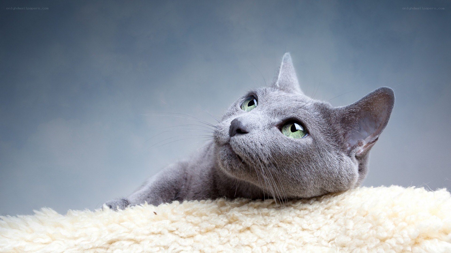 gray cat with green eyes