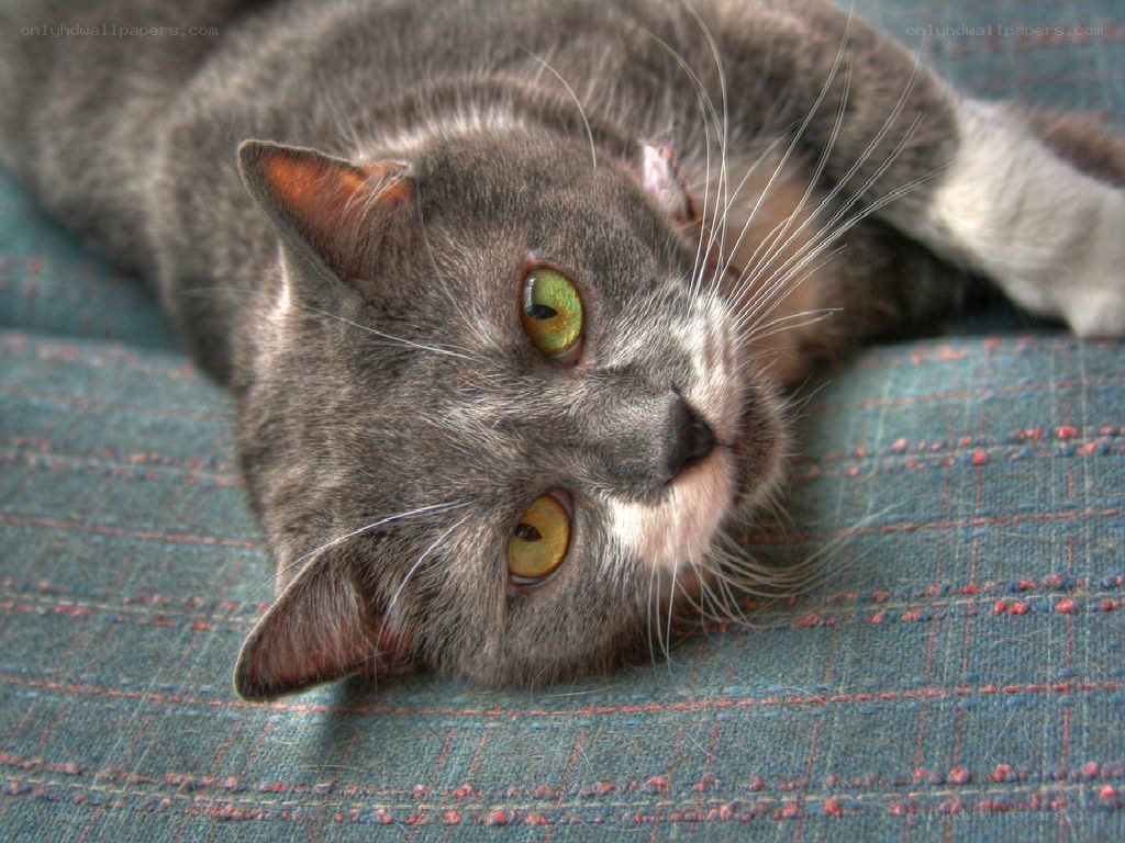 gray cat with green eyes