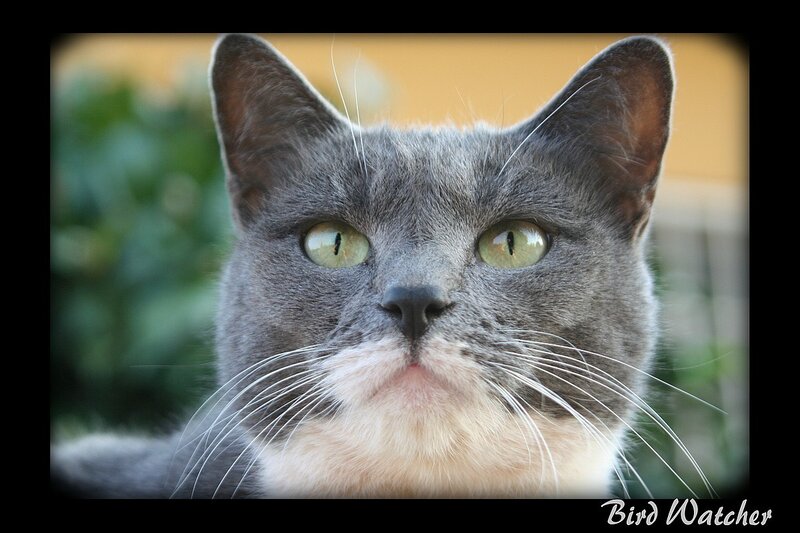 gray cat with green eyes