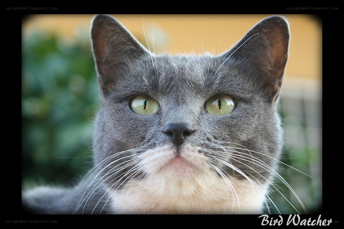 gray cat with green eyes