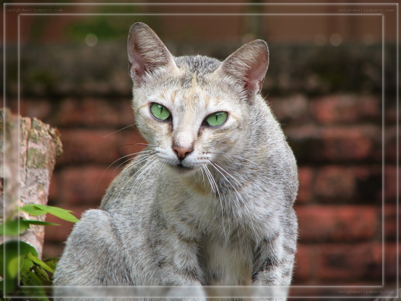 gray cat with green eyes