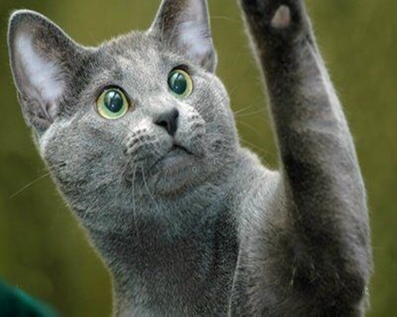 gray cat with green eyes