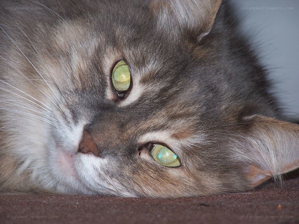 gray cat with green eyes
