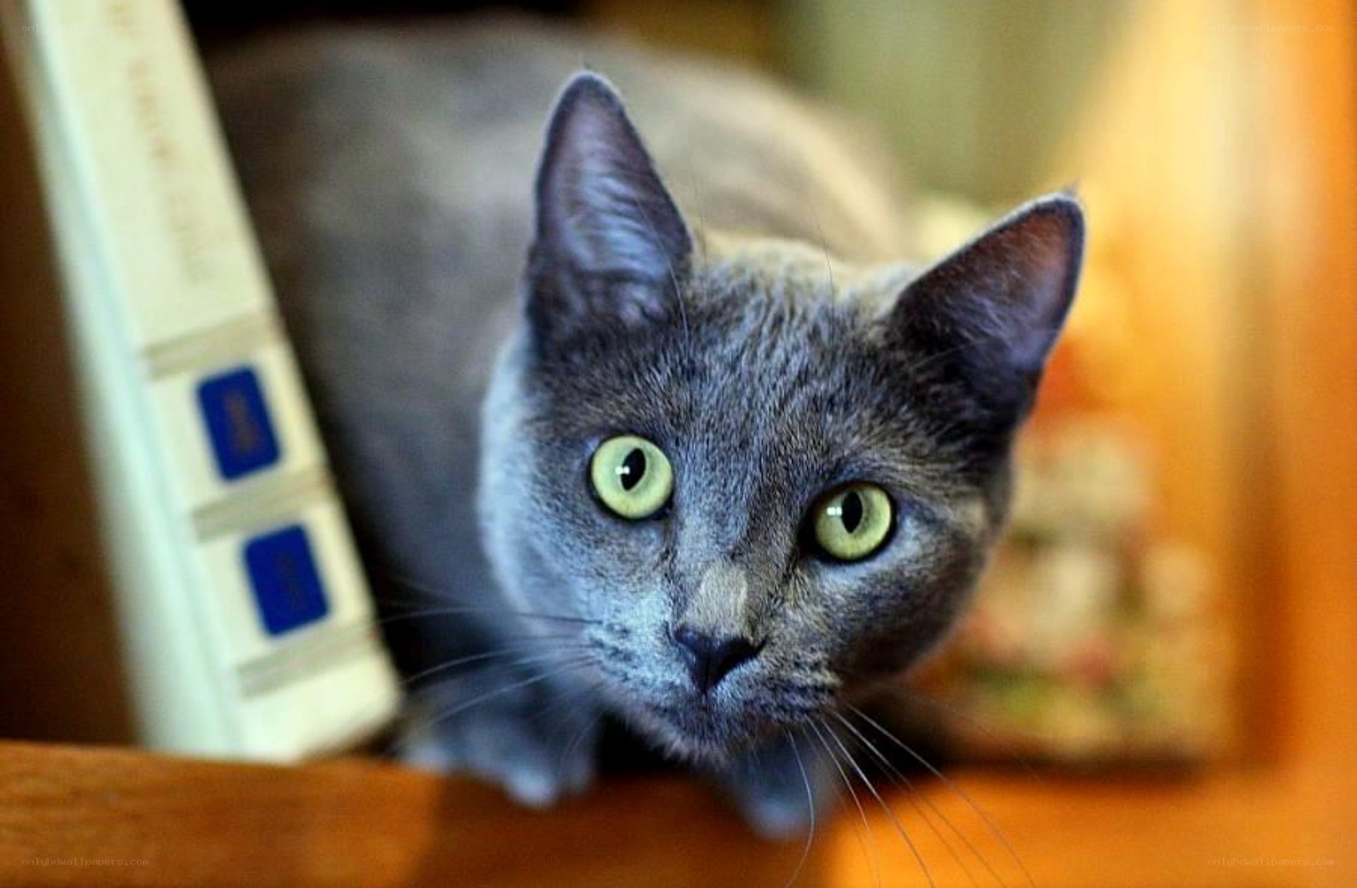 gray cat with green eyes