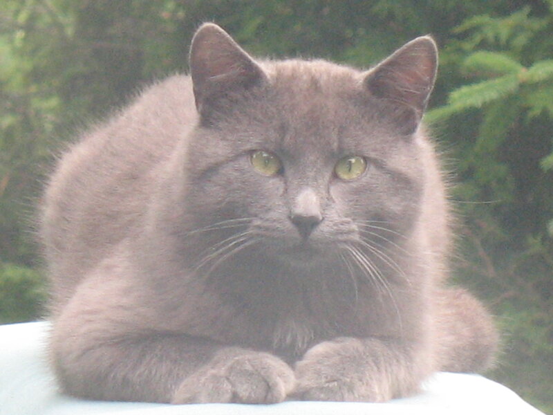 gray cat with green eyes