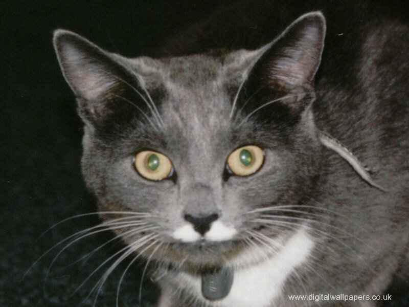 gray cat with green eyes